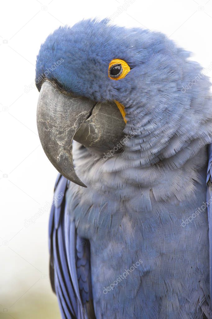 Lears Macaw (Anodorhynchus leari)