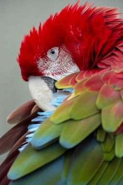 Kırmızı arka plan izole Amerika papağanı