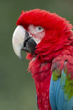 Kırmızı arka plan izole Amerika papağanı