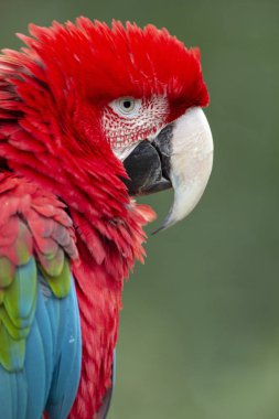 Kırmızı arka plan izole Amerika papağanı