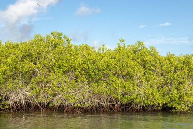 Mangrov orman Galapagos Adaları, Ekvador