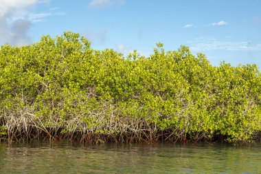 Mangrov orman Galapagos Adaları, Ekvador