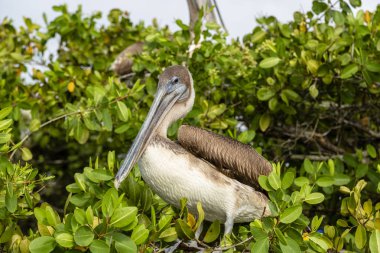 Galapagos Adaları, Ekvador'kahverengi Pelikan (Pelecanus occidentalis)
