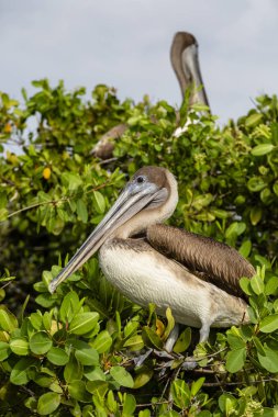 Galapagos Adaları, Ekvador'kahverengi Pelikan (Pelecanus occidentalis)