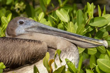 Galapagos Adaları, Ekvador'kahverengi Pelikan (Pelecanus occidentalis)