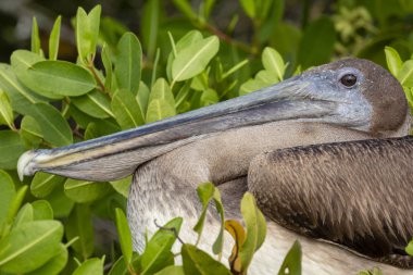 Galapagos Adaları, Ekvador'kahverengi Pelikan (Pelecanus occidentalis)