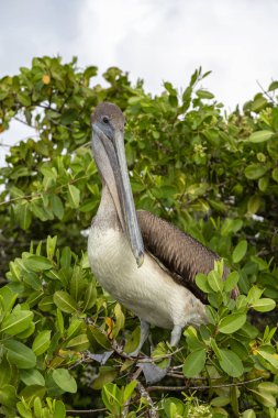 Galapagos Adaları, Ekvador'kahverengi Pelikan (Pelecanus occidentalis)