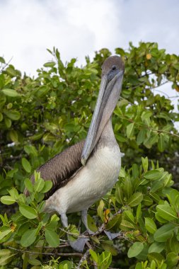 Galapagos Adaları, Ekvador'kahverengi Pelikan (Pelecanus occidentalis)