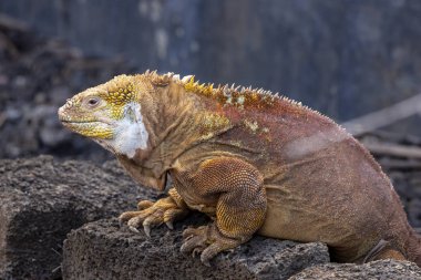 Galapagos Adaları, Ekvador Galapagos arazi Lguana (Conolophus subcristatus)