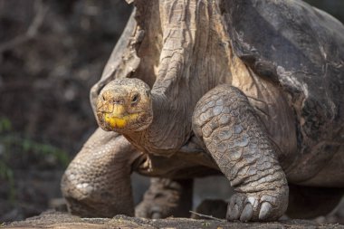 Galapagos Adaları, Ekvador Galapagos dev kaplumbağa (Chelonoidis nigra)