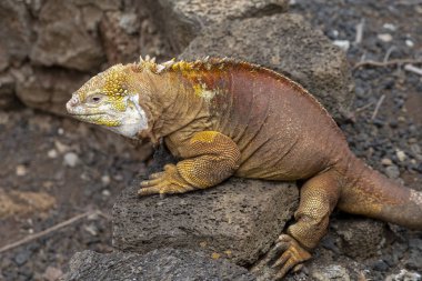 Galapagos Adaları, Ekvador Galapagos arazi Lguana (Conolophus subcristatus)