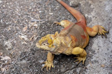 Galapagos Adaları, Ekvador Galapagos arazi Lguana (Conolophus subcristatus)