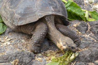 Galapagos Adaları, Ekvador Galapagos dev kaplumbağa (Chelonoidis nigra)