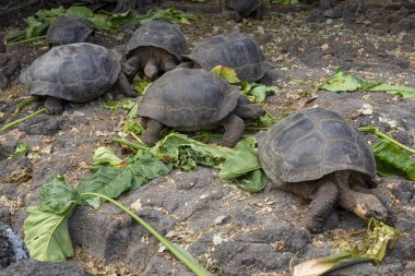 Galapagos Adaları, Ekvador Galapagos dev kaplumbağa (Chelonoidis nigra)