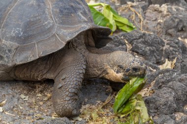 Galapagos Adaları, Ekvador Galapagos dev kaplumbağa (Chelonoidis nigra)
