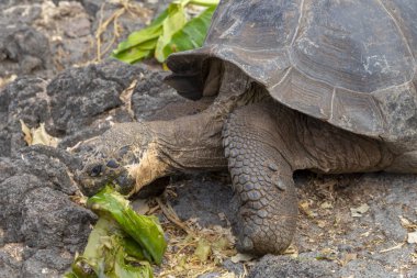 Galapagos Adaları, Ekvador Galapagos dev kaplumbağa (Chelonoidis nigra)