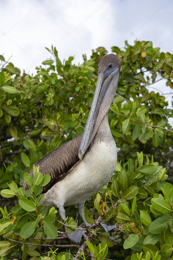 Brown Pelican (Pelecanus occidentalis) in Galapagos Islands, Ecuador