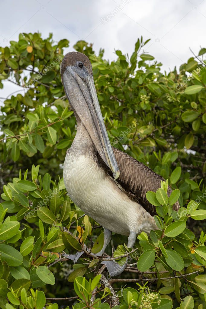 Brown Pelican (Pelecanus occidentalis) in Galapagos Islands, Ecuador
