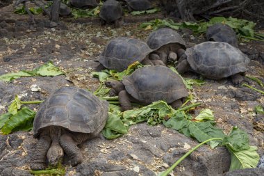 Galapagos Adaları, Ekvador Galapagos dev kaplumbağa (Chelonoidis nigra)