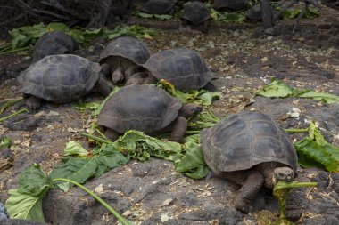 Galapagos Adaları, Ekvador Galapagos dev kaplumbağa (Chelonoidis nigra)