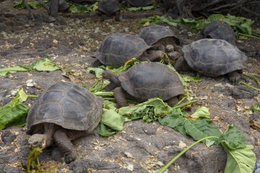 Galapagos Adaları, Ekvador Galapagos dev kaplumbağa (Chelonoidis nigra)