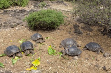 Galapagos Adaları, Ekvador Galapagos dev kaplumbağa (Chelonoidis nigra)