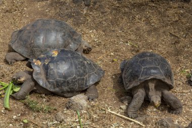 Galapagos Adaları, Ekvador Galapagos dev kaplumbağa (Chelonoidis nigra)