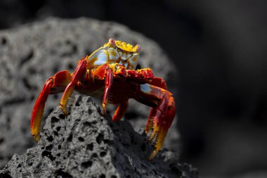 Sally Lightfoot yengeç veya Galapagos Adaları, Ekvador'Red Rock yengeç (Grapsus grapsus)