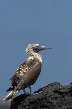 Mavi paçalı sümsük (Sula nebouxii) Galapagos Adaları, Ekvador