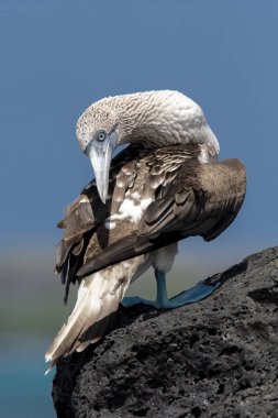 Mavi paçalı sümsük (Sula nebouxii) Galapagos Adaları, Ekvador