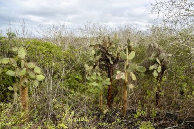 Opuntia kaktüs orman Galapagos Adaları, Ekvador