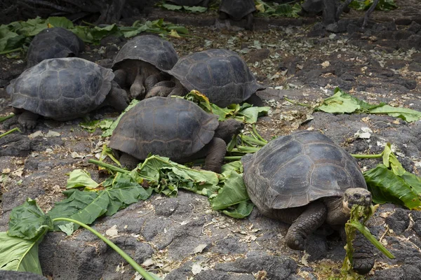 Galapagos Adaları, Ekvador Galapagos dev kaplumbağa (Chelonoidis nigra)
