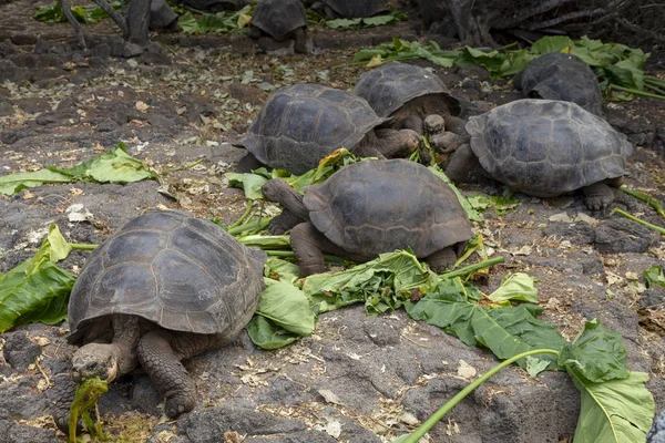 Tortuga Gigante Galápagos Chelonoidis Nigra Las Islas Galápagos Ecuador — Foto de Stock