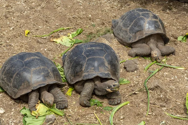 Tortuga Gigante Galápagos Chelonoidis Nigra Las Islas Galápagos Ecuador — Foto de Stock