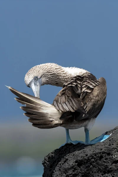 Blaufußtölpel Sula Nebouxii Auf Den Galapagos Inseln Ecuador — Stockfoto