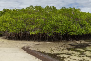 Mangrov orman Galapagos Adaları, Ekvador