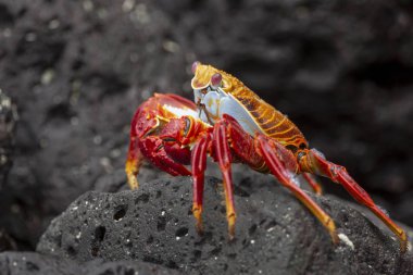 Sally Lightfoot yengeç veya Galapagos Adaları, Ekvador'Red Rock yengeç (Grapsus grapsus)
