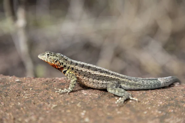 Galapagos Lava Lizard Microlophus Albemarlensis Galapagos Islands Ecuador — Stock Photo, Image