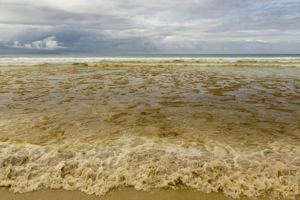 Red Tide in Galapagos Islands, Ecuador