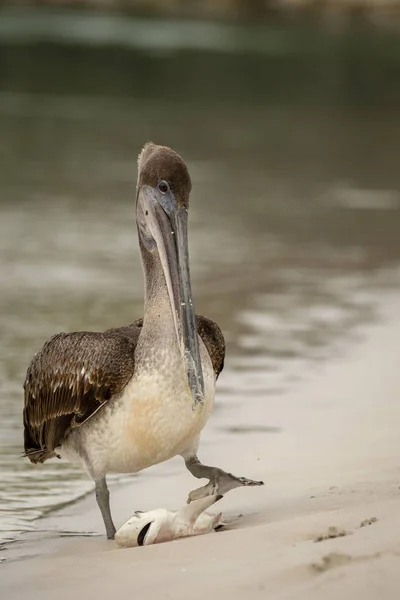 Braunpelikan Frisst Einen Kleinen Hai Pelecanus Occidentalis Auf Den Galapagos — Stockfoto