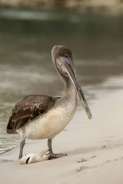 Braunpelikan Frisst Einen Kleinen Hai Pelecanus Occidentalis Auf Den Galapagos — Stockfoto