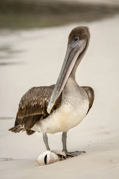 Brown Pelican Eating Small Shark Pelecanus Occidentalis Galapagos Islands Ecuador — Stock Photo, Image