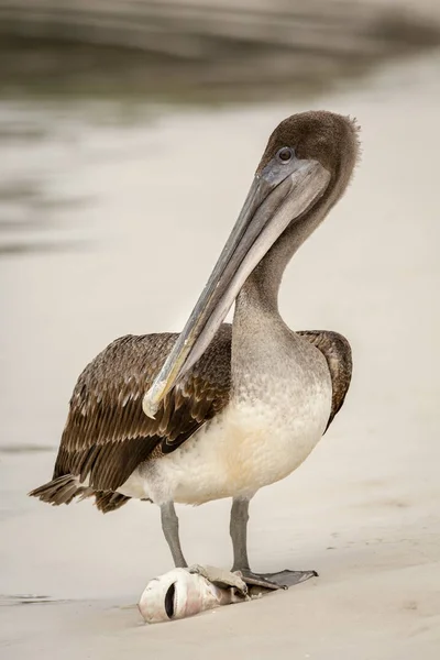 Braunpelikan Frisst Einen Kleinen Hai Pelecanus Occidentalis Auf Den Galapagos — Stockfoto