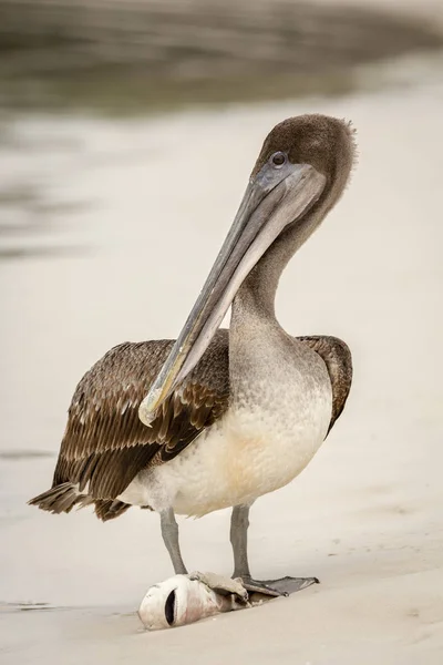 Pelícano Marrón Comiendo Pequeño Tiburón Pelecanus Occidentalis Las Islas Galápagos — Foto de Stock