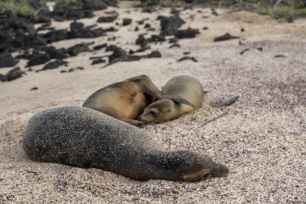 Galapagos sea lion (Zalophus wollebaeki) in Galapagos Islands, Ecuador