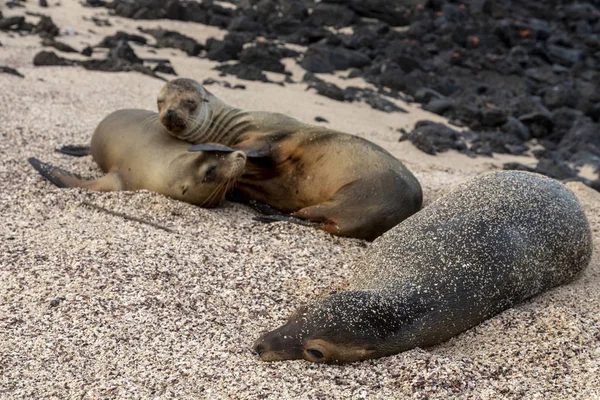 Galapagos sea lion (Zalophus wollebaeki) in Galapagos Islands, Ecuador