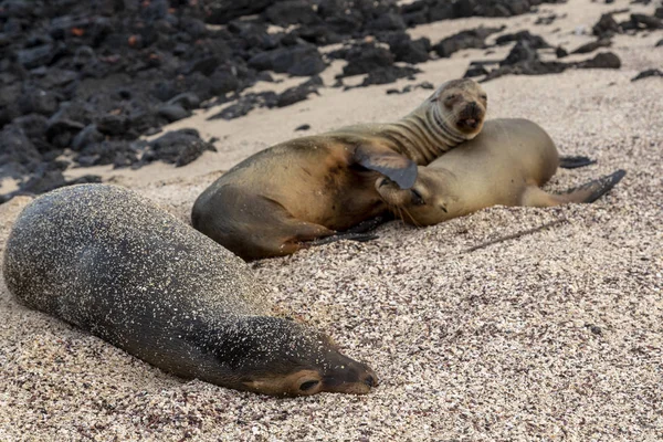 León Marino Galápagos Zalophus Wollebaeki Islas Galápagos Ecuador — Foto de Stock