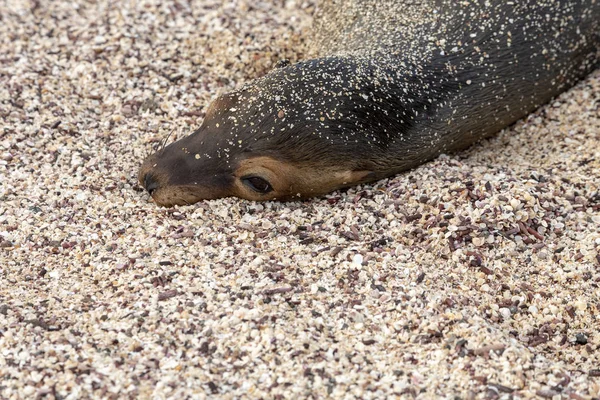 Galápagos Leão Marinho Zalophus Wollebaeki Nas Ilhas Galápagos Equador — Fotografia de Stock