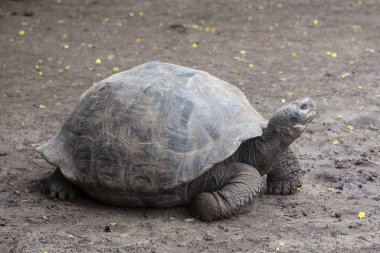 Galapagos Adaları, Ekvador Galapagos dev kaplumbağa (Chelonoidis nigra)