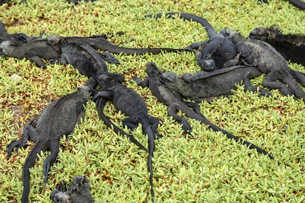 Iguana Marinha Amblyrhynchus Cristatus Nas Ilhas Galápagos Equador — Fotografia de Stock